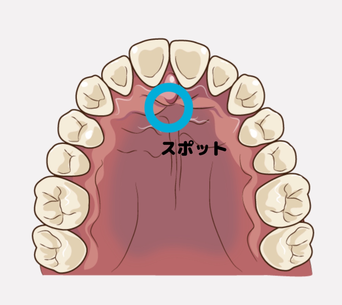 正しい舌の位置